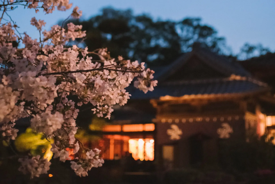 【三柱神社】高畑公園の桜（桜まつり）-4