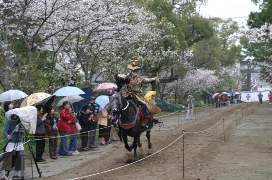 【三柱神社】高畑公園の桜（桜まつり）-1
