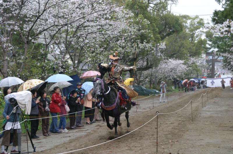 【三柱神社】高畑公園の桜（桜まつり）-1