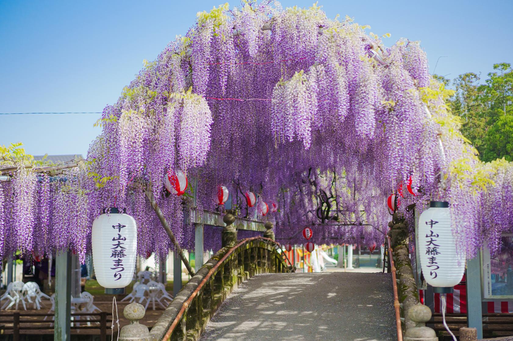 中山大藤まつり-1