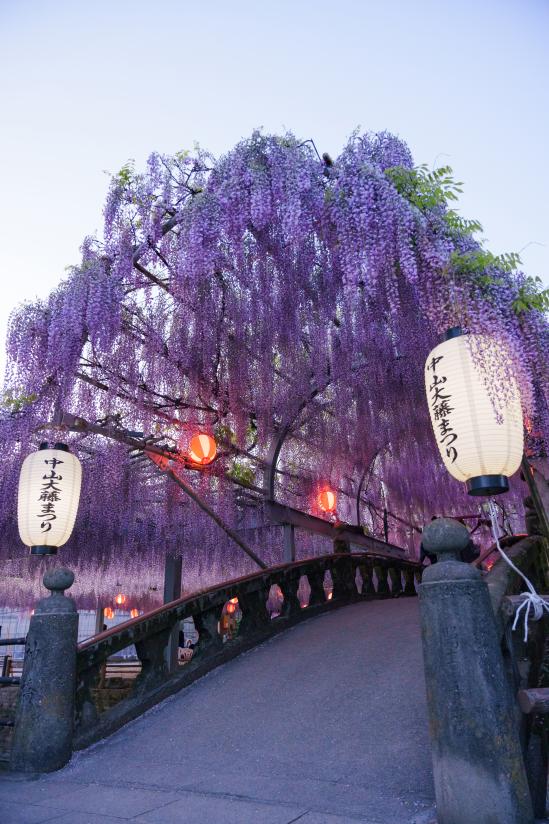 中山大紫藤-8