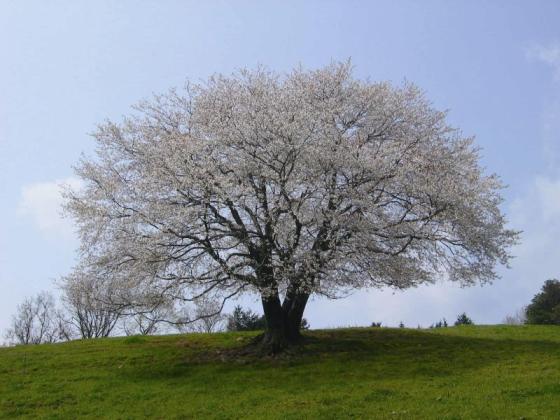 才尾の一本桜-1