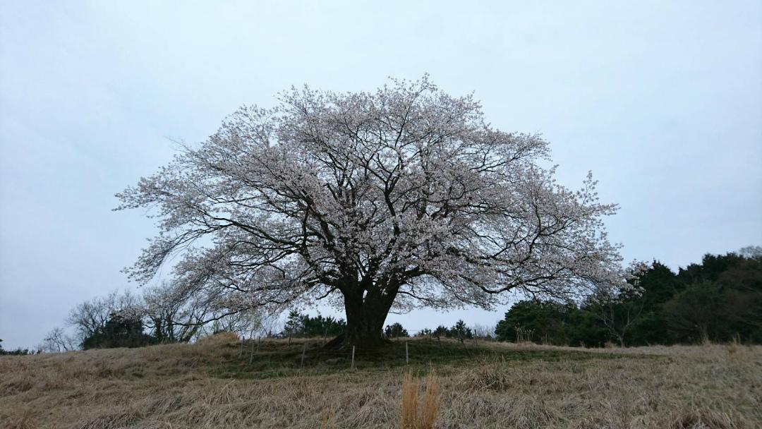 才尾の一本桜-2