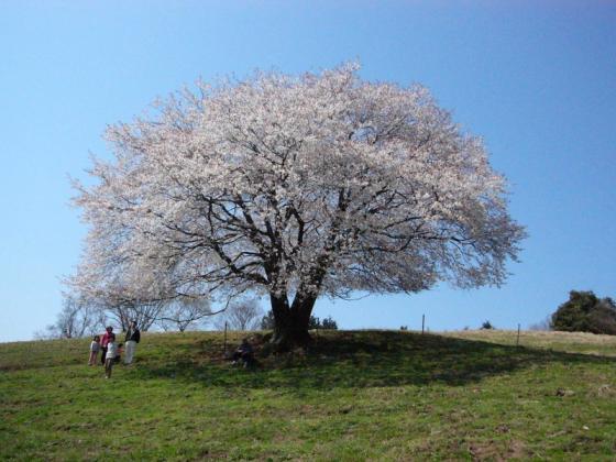 才尾の一本桜-0