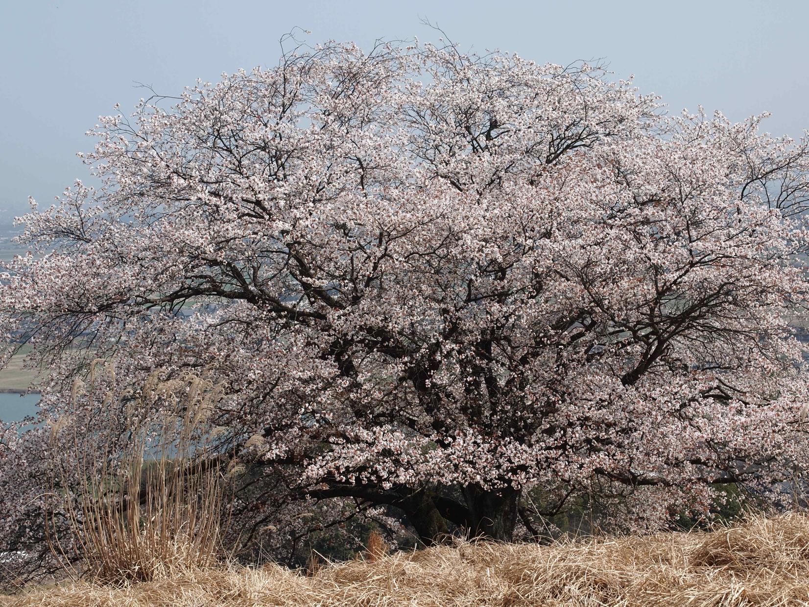 才尾の一本桜-3