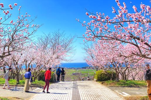あんずの里運動公園-1