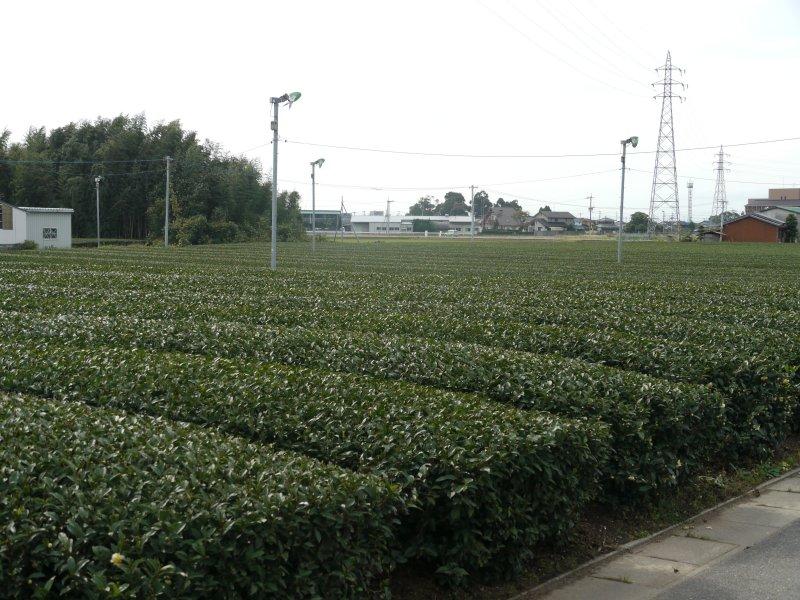 篠原勝昭製茶園