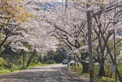 湯川山さくら道（岡垣町）-1