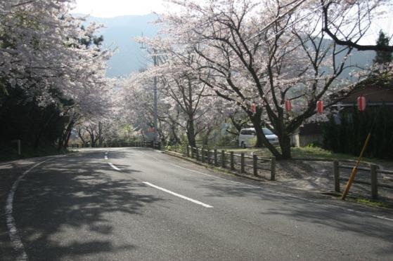 湯川山　さくら道-0