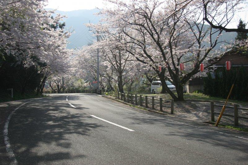 湯川山　さくら道