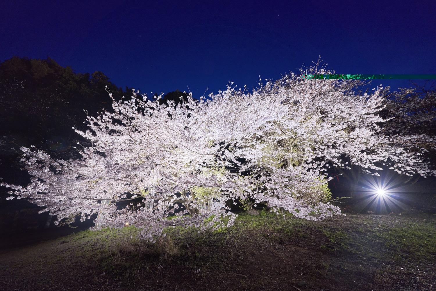 湯川山さくら道（岡垣町）-5
