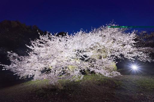 湯川山さくら道（岡垣町）-5