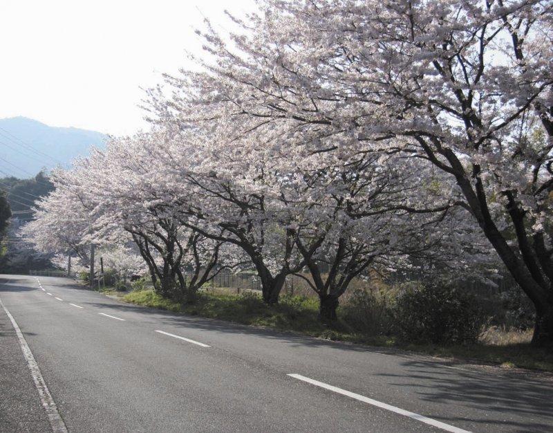 湯川山　さくら道-1