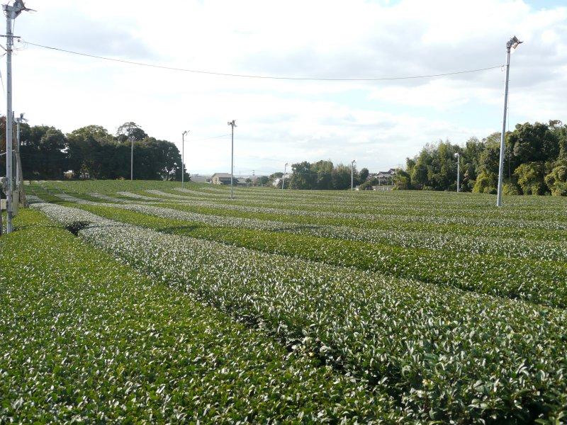 原田茶園-2