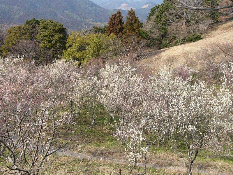 八木山花木園の梅-1