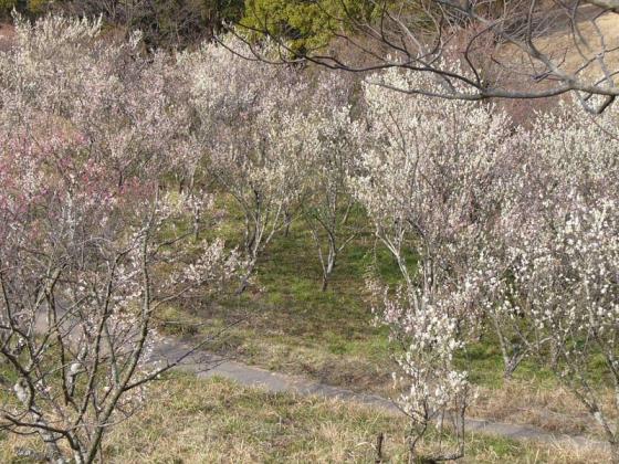 八木山花木園の梅-2