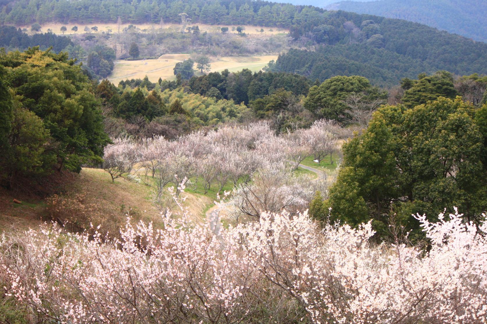 Plum blossoms at Yakiyama Arboretum