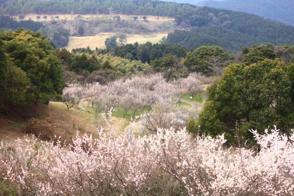 八木山花木園の梅-0
