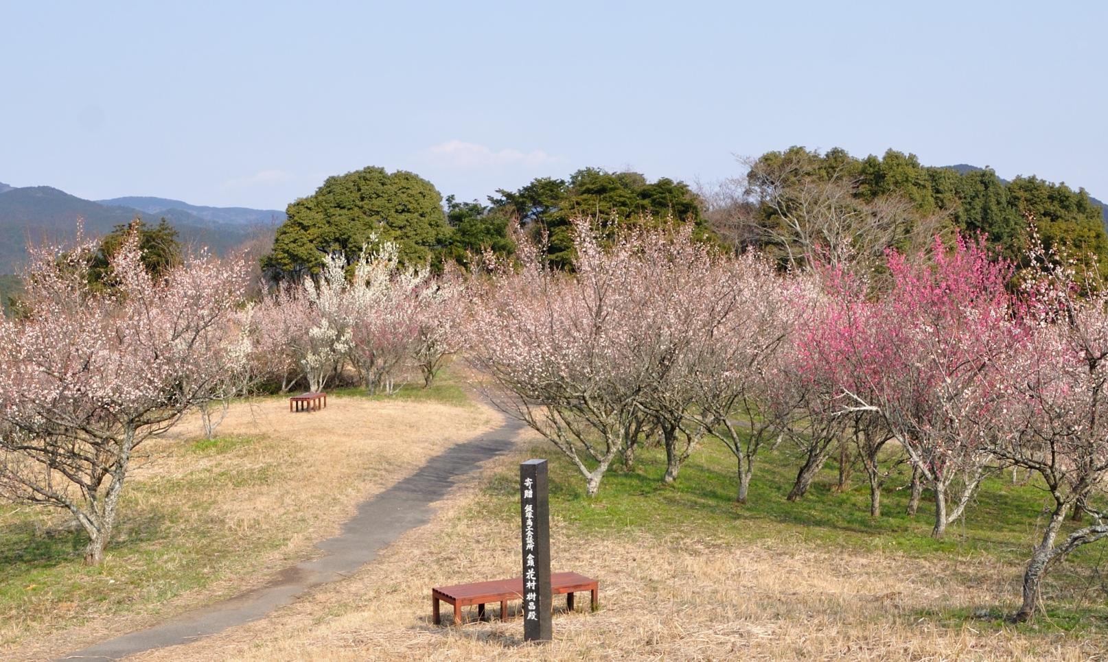 八木山花木園的梅花