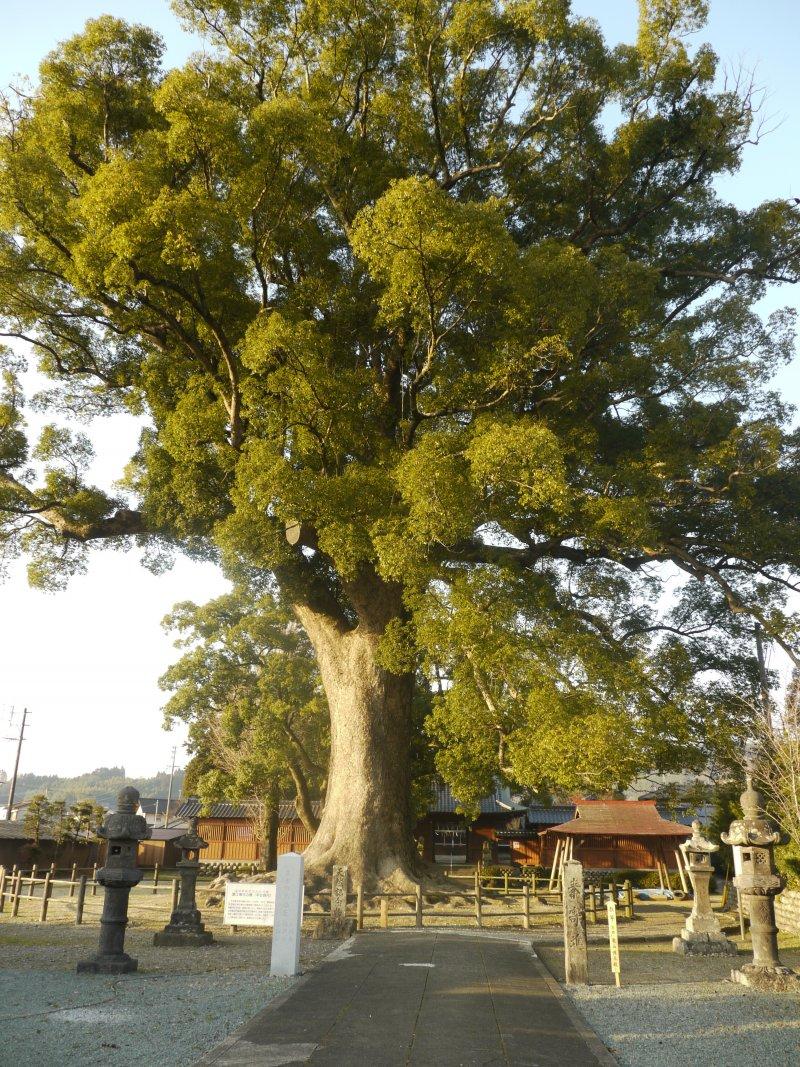 津江神社-2