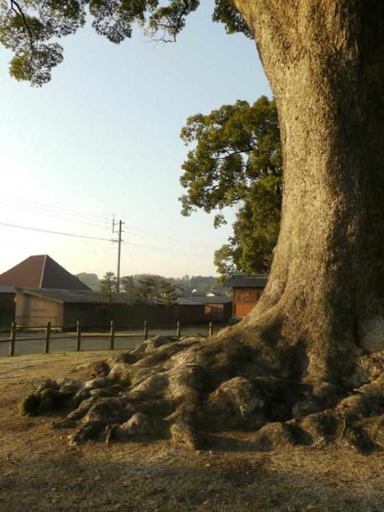 津江神社のクスノキ-2