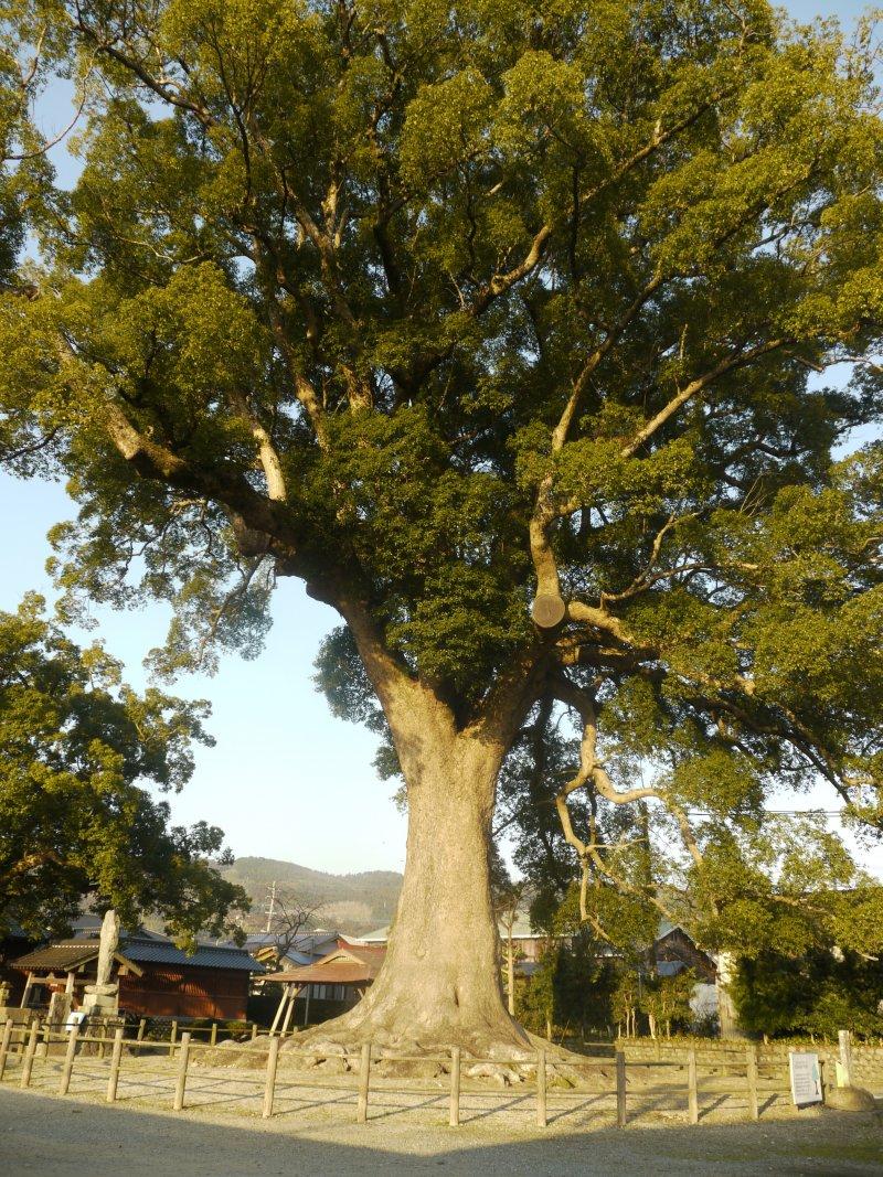 津江神社のクスノキ-1