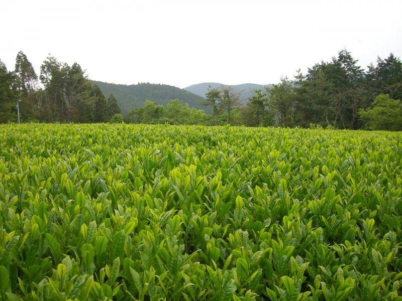 高木茶園