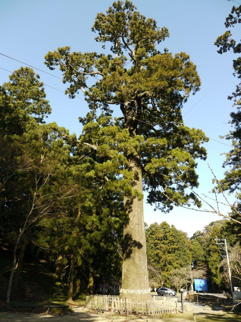 雷山の観音杉-2