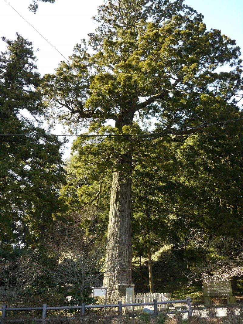 雷山の観音杉-1