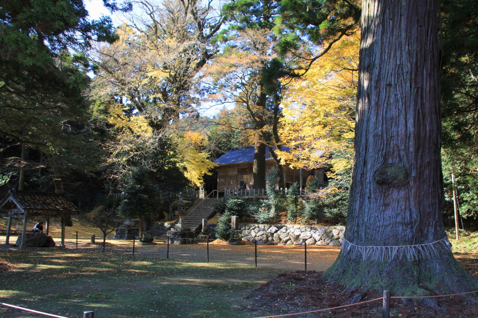 雷神社公孫樹-6