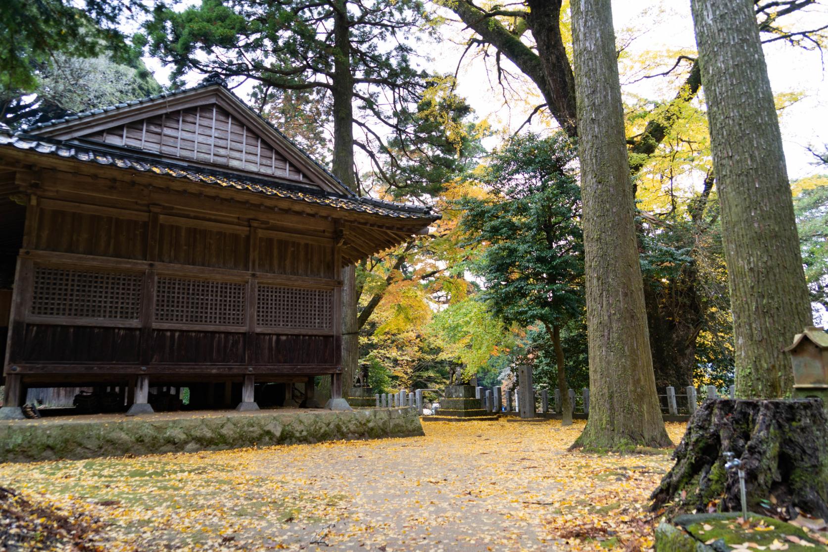 雷神社の公孫樹-7