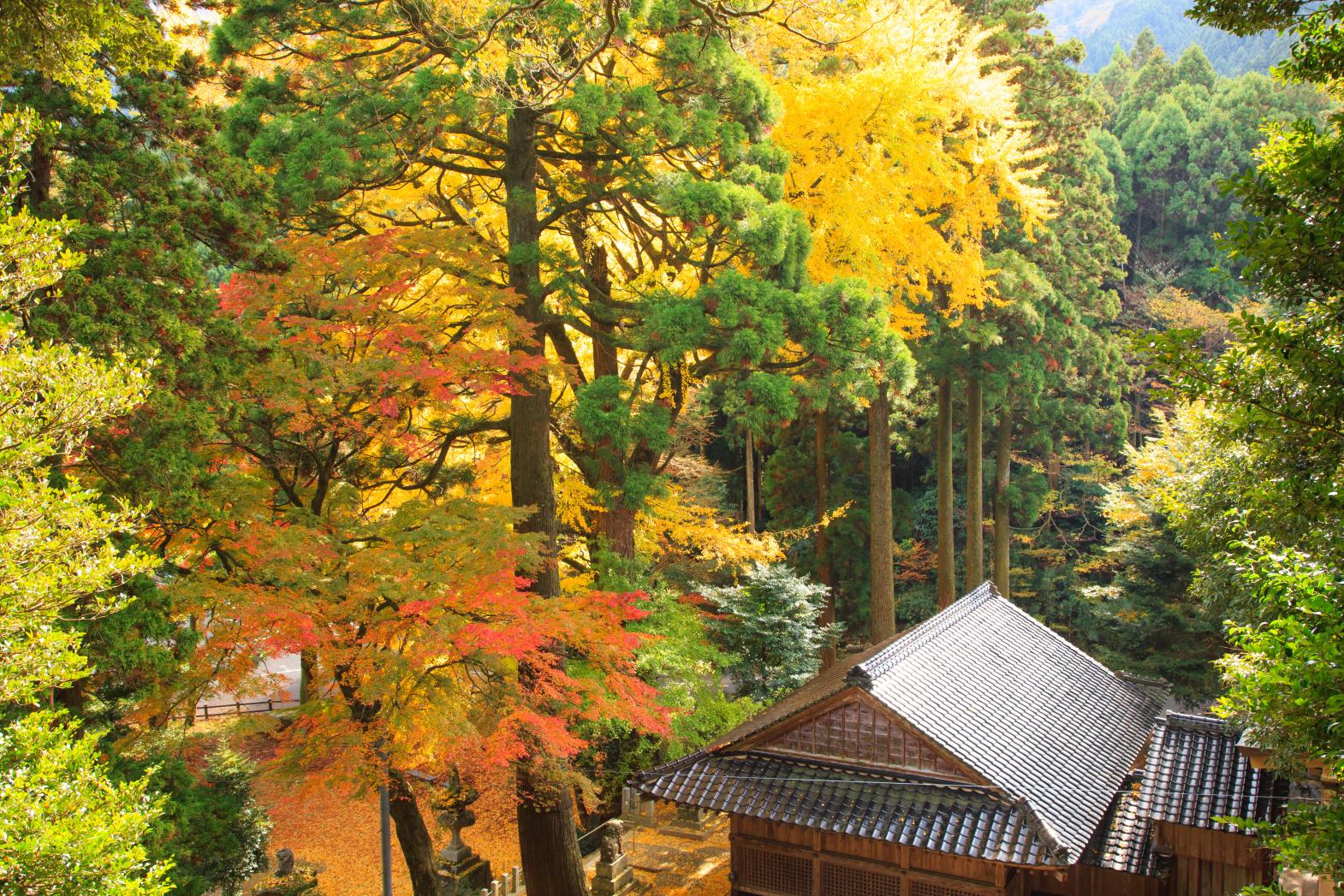 雷神社の公孫樹-1