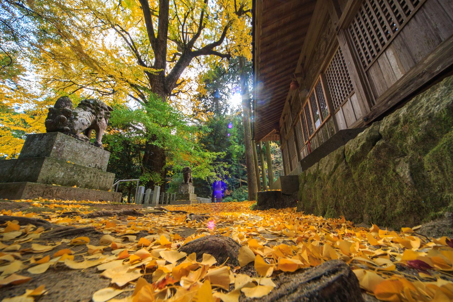 Ginkgo tree of the Thunder God Shrine-2