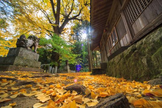 雷神社の公孫樹-2