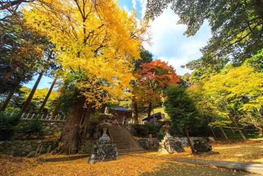 雷神社の公孫樹-1