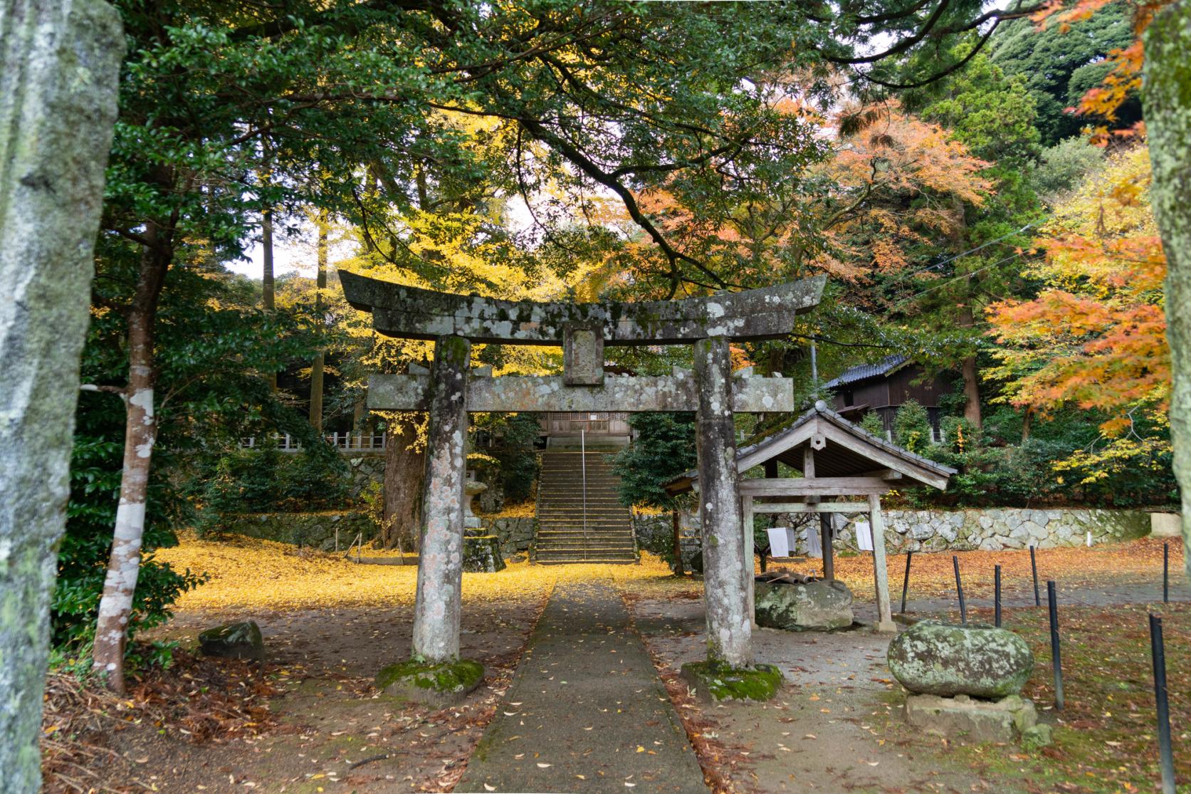 Ginkgo tree of the Thunder God Shrine-5