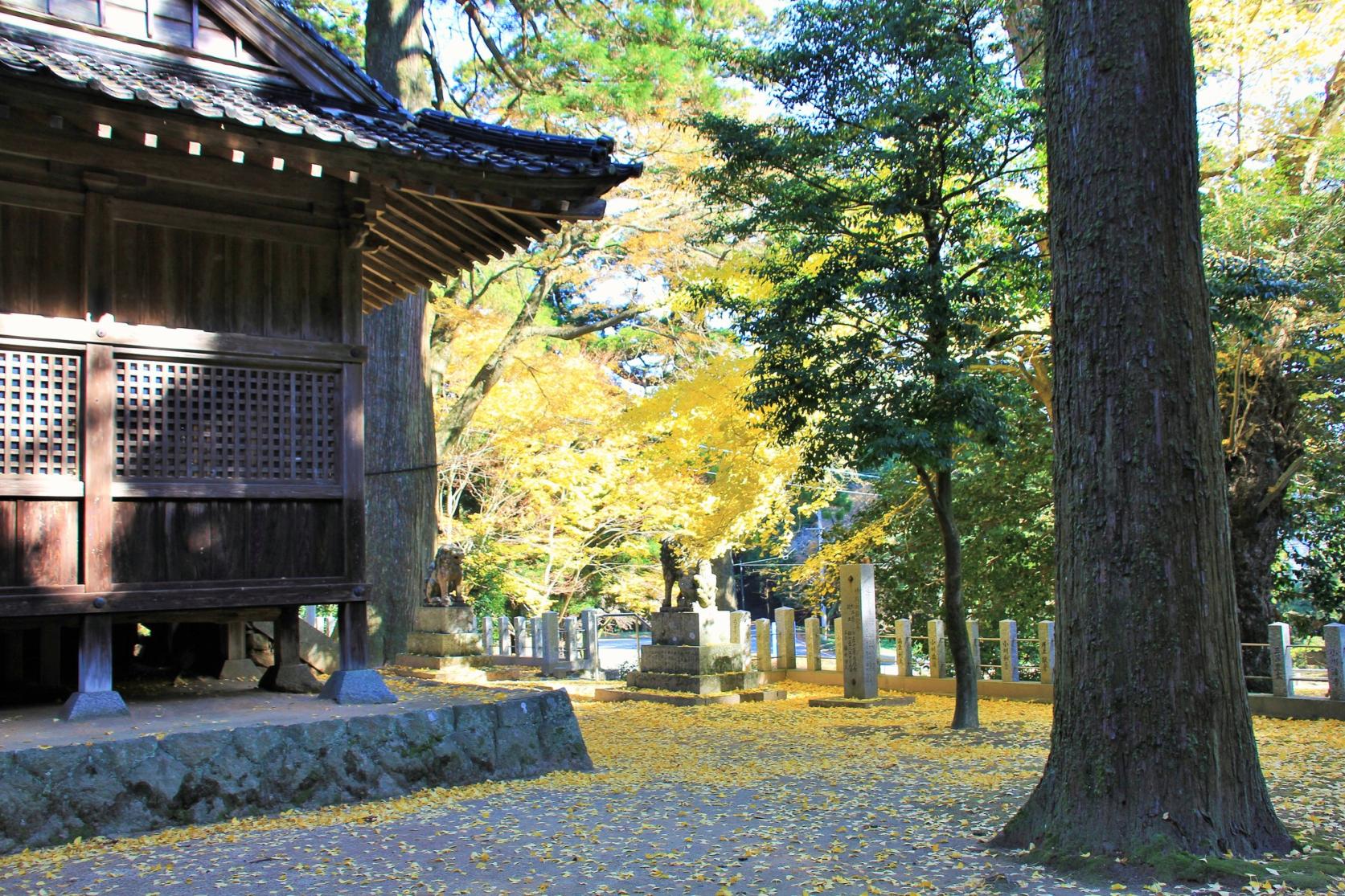 雷神社公孫樹-4