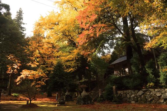 Ginkgo tree of the Thunder God Shrine-3