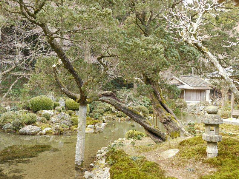 雷山千如寺大悲王院的桧柏