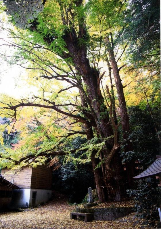 神物是宝珠石 岩屋神社-5