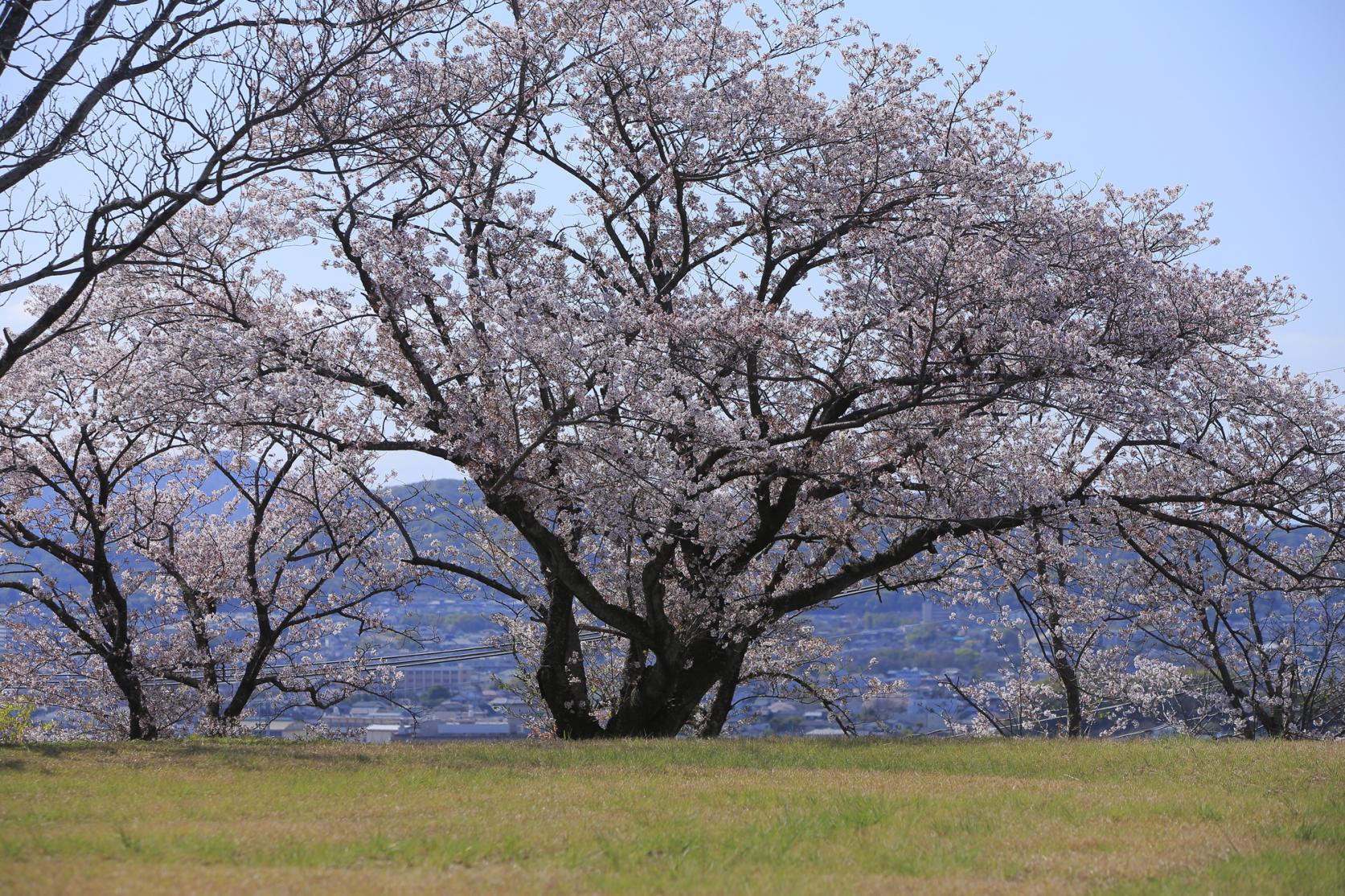 甘木山-1