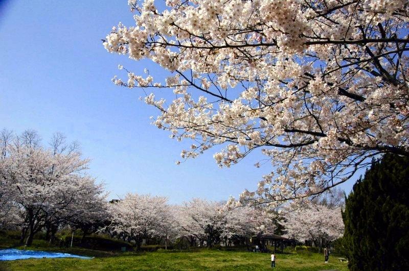 城山緑地の桜-0