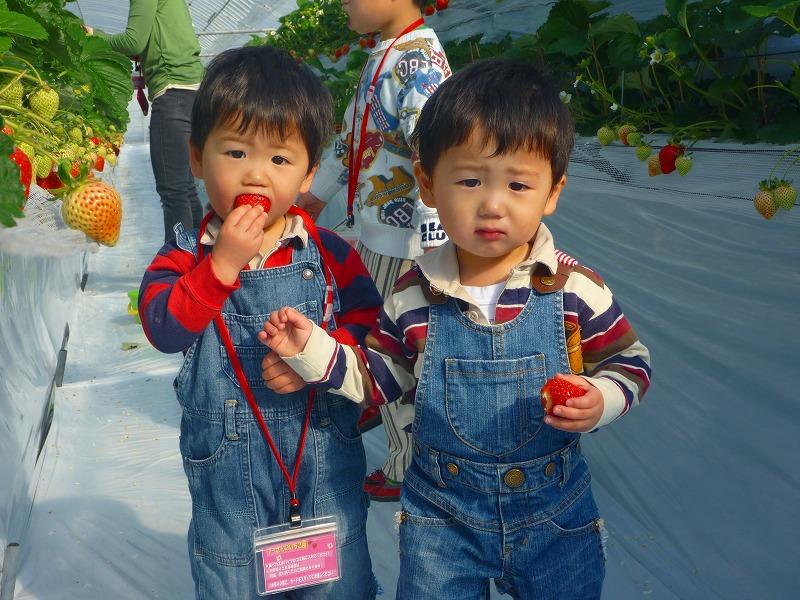 Pooh's Strawberry Orchard-3