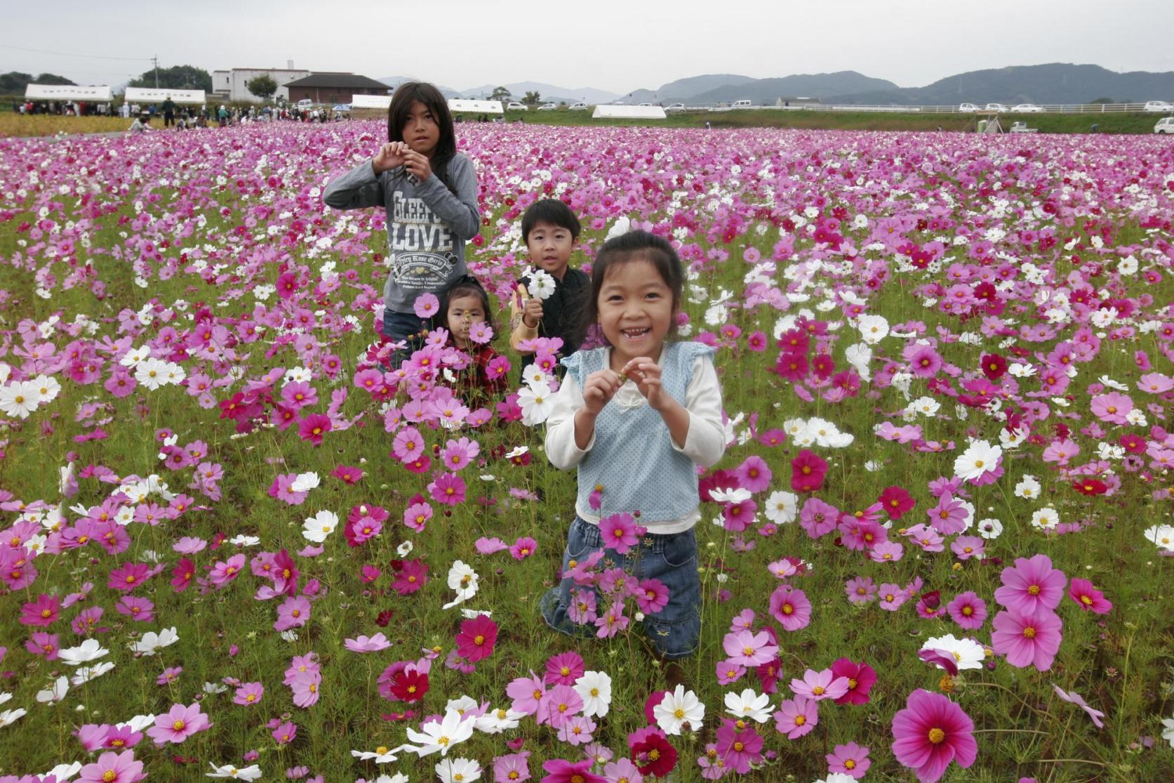 Fukuchi Town Cosmos Festival-0