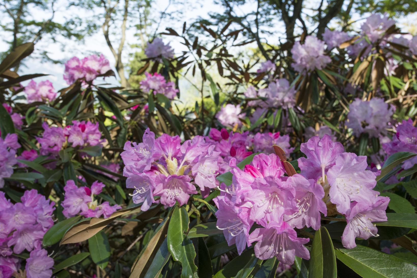 Rhododendron Festival" at Mt.-1