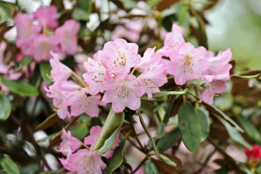 Rhododendron Festival" at Mt.-0