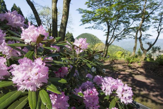 Rhododendron Festival" at Mt.-2