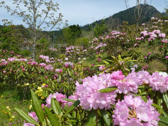 Rhododendron Festival" at Mt.-3