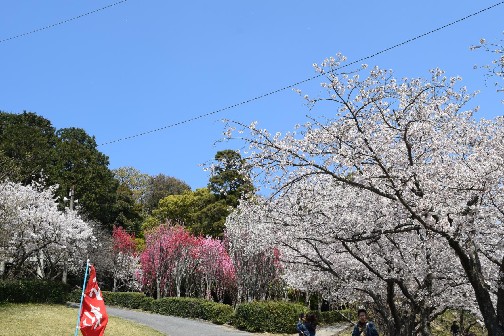 宮地嶽神社　春季大祭