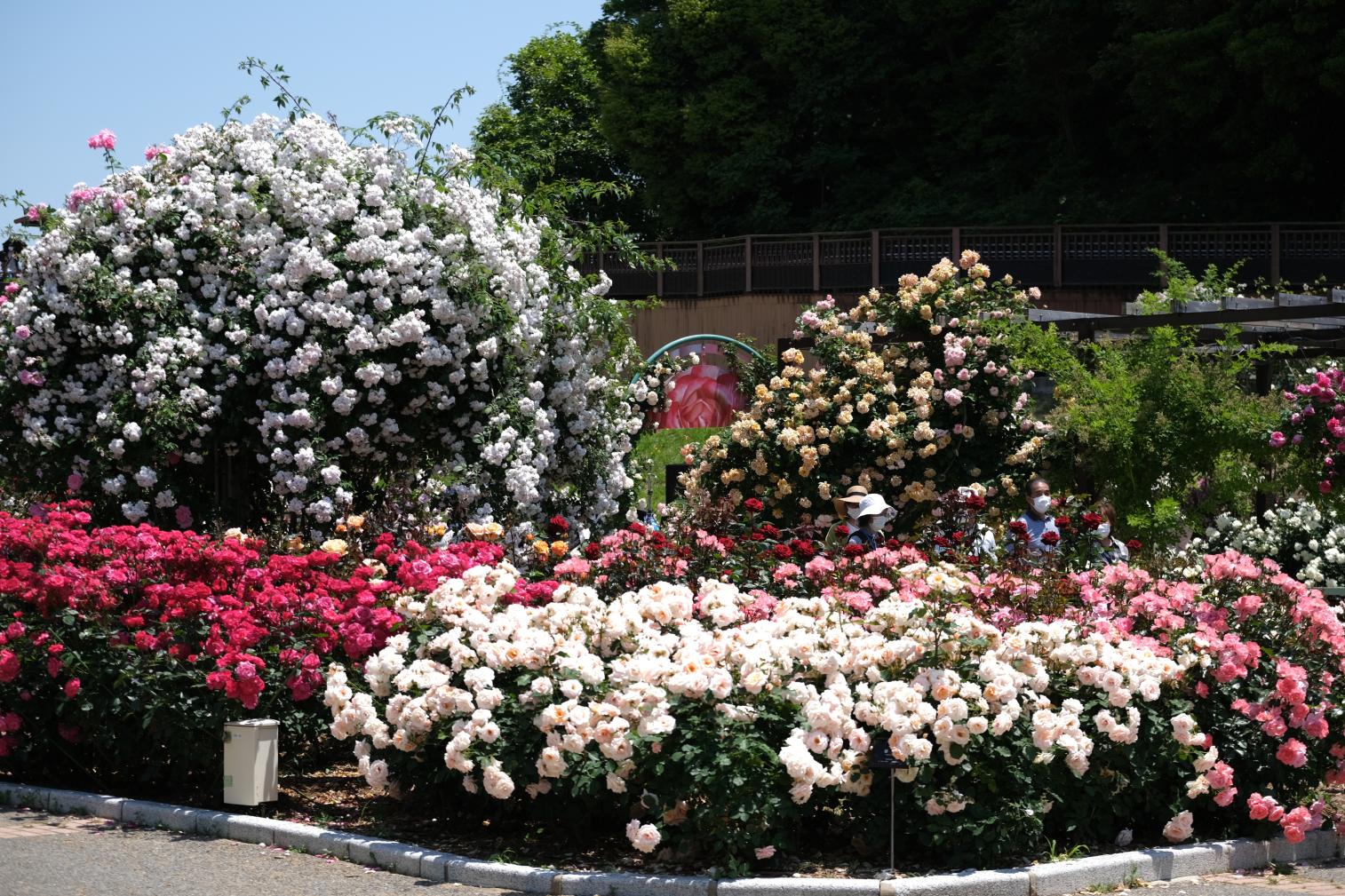 綠色公園 春天的玫瑰花展-7